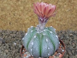 Astrophytum Z Jasenné, 7 cm - 12414906