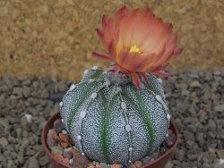 Astrophytum Z Jasenné, 7 cm - 12414907