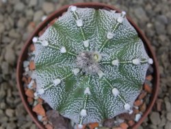 Astrophytum Z Jasenné, 7 cm - 12414908