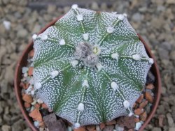 Astrophytum Z Jasenné, 7 cm - 12414909