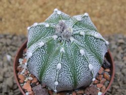 Astrophytum Z Jasenné, 7 cm - 12414910