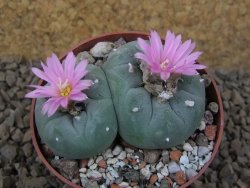 Lophophora fricii pot 6,5 cm - 12414973