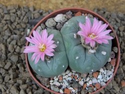 Lophophora fricii pot 6,5 cm