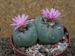 Lophophora fricii pot 6,5 cm - 12414975