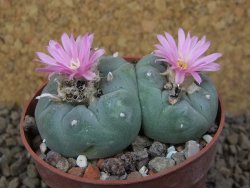 Lophophora fricii pot 6,5 cm - 12414976
