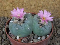 Lophophora fricii pot 6,5 cm - 12414977
