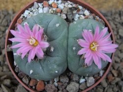 Lophophora fricii pot 6,5 cm - 12414978