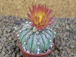 Astrophytum Z Jasenné květináč 5,5 cm