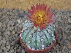 Astrophytum Z Jasenné květináč 5,5 cm - 12415013