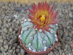 Astrophytum Z Jasenné květináč 5,5 cm - 12415014