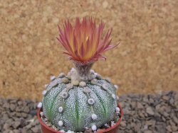 Astrophytum Z Jasenné květináč 5,5 cm - 12415015
