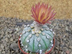 Astrophytum Z Jasenné květináč 5,5 cm - 12415016