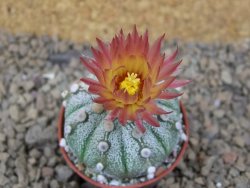 Astrophytum Z Jasenné květináč 5,5 cm - 12415017