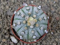 Astrophytum Z Jasenné květináč 5,5 cm - 12415018