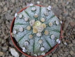 Astrophytum Z Jasenné květináč 5,5 cm - 12415019