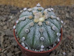 Astrophytum Z Jasenné květináč 5,5 cm - 12415020