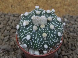 Astrophytum Z Jasenné květináč 5,5 cm