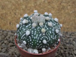 Astrophytum Z Jasenné květináč 5,5 cm - 12415022