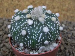 Astrophytum Z Jasenné květináč 5,5 cm - 12415023