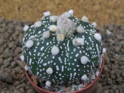 Astrophytum Z Jasenné květináč 5,5 cm - 12415024