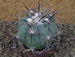 Echinocactus horizonthalonius květináč 5,5 cm Barrel cactus