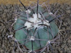 Echinocactus horizonthalonius květináč 5,5 cm Barrel cactus - 12415034