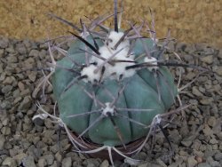 Echinocactus horizonthalonius květináč 5,5 cm Barrel cactus - 12415035