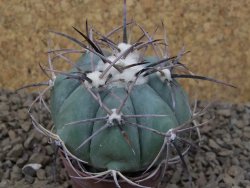 Echinocactus horizonthalonius květináč 5,5 cm Barrel cactus - 12415036