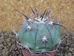 Echinocactus horizonthalonius květináč 5,5 cm Barrel cactus - 12415037
