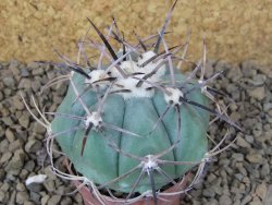 Echinocactus horizonthalonius květináč 5,5 cm Barrel cactus - 12415038