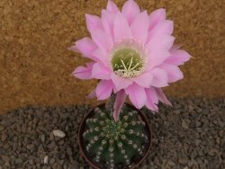 Echinopsis hybrid , květináč 7 cm - 12415039