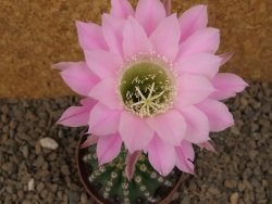 Echinopsis hybrid , květináč 7 cm