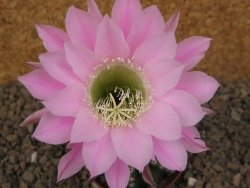 Echinopsis hybrid , květináč 7 cm - 12415041