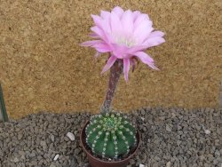 Echinopsis hybrid , květináč 7 cm - 12415042