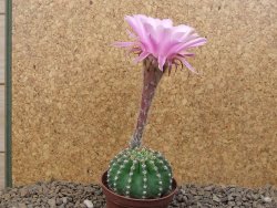 Echinopsis hybrid , květináč 7 cm - 12415043