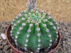 Echinopsis hybrid , květináč 7 cm - 12415044