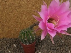 Echinopsis hybrid , květináč 5,5 cm - 12415045