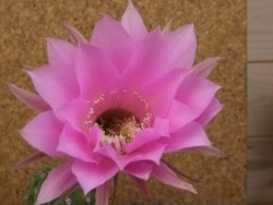 Echinopsis hybrid , květináč 5,5 cm - 12415047