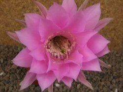 Echinopsis hybrid , květináč 5,5 cm - 12415048