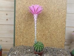 Echinopsis hybrid , květináč 5,5 cm - 12415049