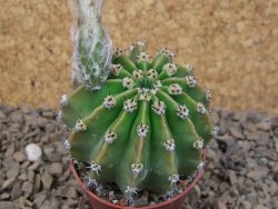 Echinopsis hybrid , květináč 5,5 cm - 12415050