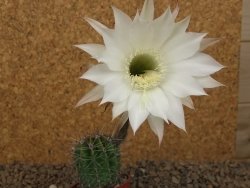 Echinopsis hybrid , květináč 5,5 cm krásná bílá
