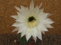 Echinopsis hybrid , květináč 5,5 cm krásná bílá - 12415059