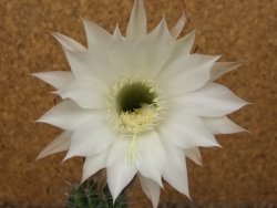 Echinopsis hybrid , květináč 5,5 cm krásná bílá - 12415060