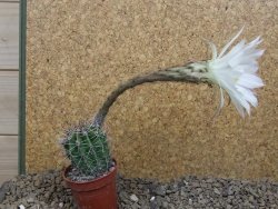 Echinopsis hybrid , květináč 5,5 cm krásná bílá - 12415061