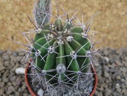 Echinopsis hybrid , květináč 5,5 cm krásná bílá - 12415062
