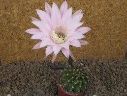 Echinopsis hybrid , květináč 5,5 cm - 12415063