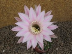 Echinopsis hybrid , květináč 5,5 cm