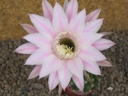 Echinopsis hybrid , květináč 5,5 cm - 12415065
