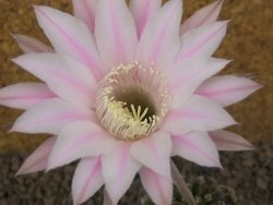 Echinopsis hybrid , květináč 5,5 cm - 12415066